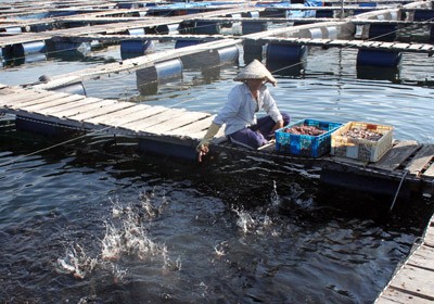 A Chinese man breeding fish illegally in Cam Ranh Bay A Chinese man breeding fish illegally in Cam Ranh Bay